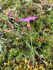 Dianthus repens