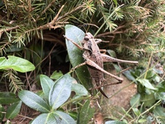 Pholidoptera griseoaptera