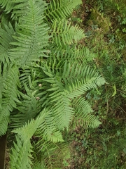Dryopteris filix-mas