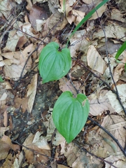 Maianthemum bifolium