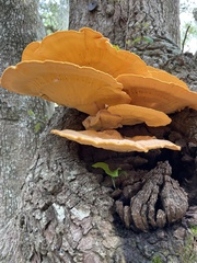 Laetiporus cincinnatus