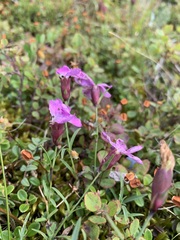 Dianthus repens