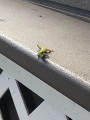Phelsuma laticauda laticauda