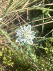 Euphorbia marginata