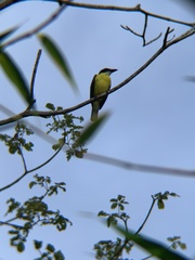 Megarynchus pitangua