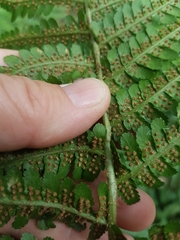 Dryopteris filix-mas