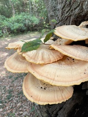 Laetiporus cincinnatus