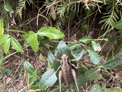 Pholidoptera griseoaptera