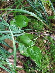 Maianthemum bifolium