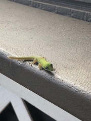 Phelsuma laticauda laticauda