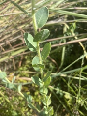 Euphorbia marginata