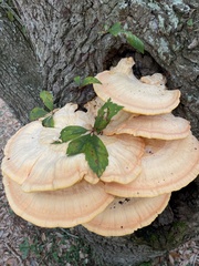 Laetiporus cincinnatus