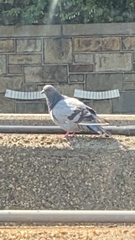 Columba livia
