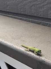 Phelsuma laticauda laticauda