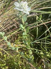 Euphorbia marginata