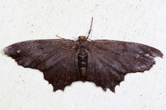 Hypagyrtis