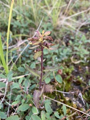Pedicularis lapponica