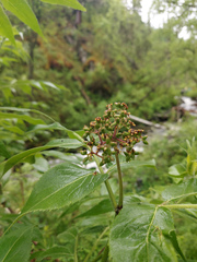 Sambucus sibirica