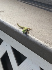 Phelsuma laticauda laticauda