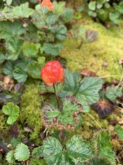 Rubus chamaemorus