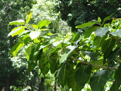 Ficus septica