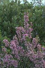 Erica irregularis