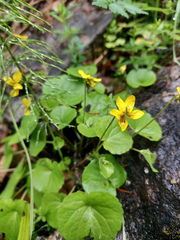 Viola biflora