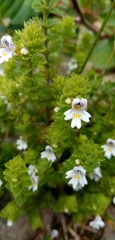 Euphrasia officinalis