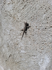 Sceloporus undulatus