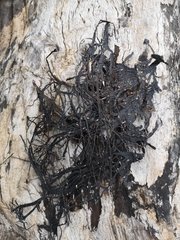 Arcyria obvelata