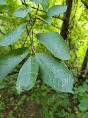 Prunus virginiana