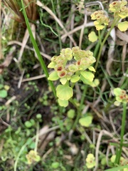 Chrysosplenium tetrandrum