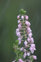 Erica irregularis
