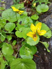Viola biflora