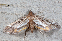 Parapoynx obscuralis