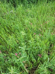 Lathyrus tuberosus