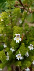Euphrasia officinalis