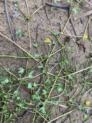 Ranunculus hyperboreus