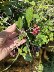 Aronia