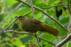 Pycnonotus finlaysoni