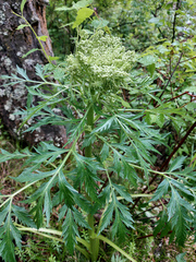 Pleurospermum uralense