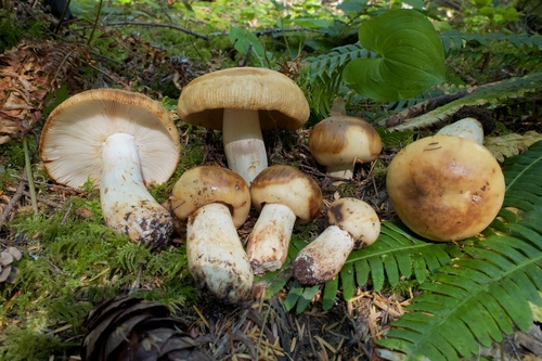 Russula fragrantissima Romagn.