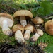 Almond-scented Russula - Photo (c) Adam Bryant, some rights reserved (CC BY-NC), uploaded by Adam Bryant