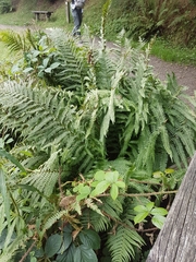 Dryopteris filix-mas