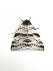 Catocala relicta