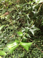 Ilex cornuta