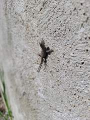 Sceloporus undulatus