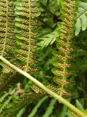 Dryopteris filix-mas
