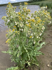 Tephroseris palustris