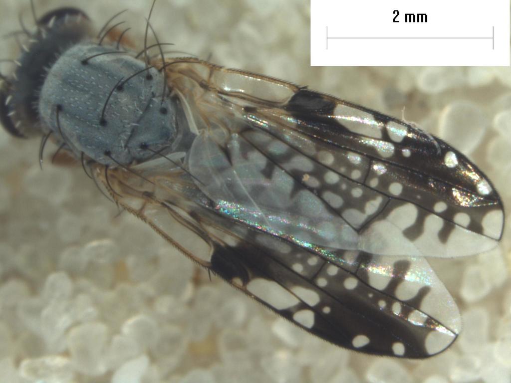 Trupanea extensa